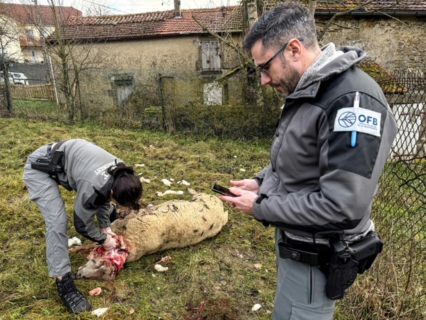 Bild vergr&ouml;&szlig;ern: Frankreich will Abschuss von Wölfen erleichtern