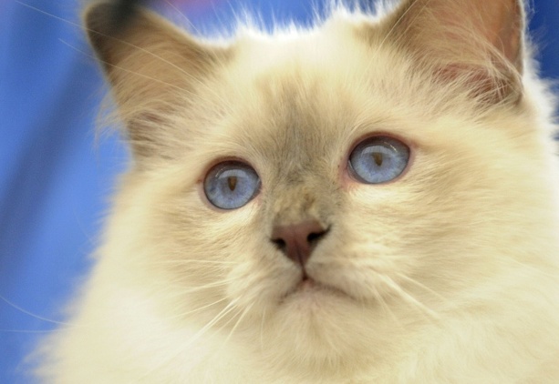 Bild vergr&ouml;&szlig;ern: In Bayern verschwundener Kater taucht bei nach Sachsen umgezogenen Nachbarn auf