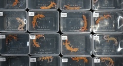 Mehr als 30 Geckos verhungert und verdurstet: Schockfund bei Kontrolle in Bayern