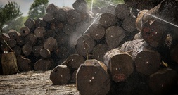 Urteil: Land Hessen muss für Unfall nahe Holzlagerplatz nicht haften