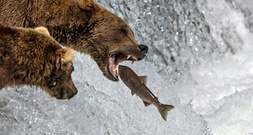 Forscher: Ozeanversauerung durch Klimawandel könnte Lachsspermien lähmen