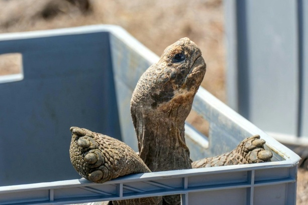 Bild vergr&ouml;&szlig;ern: Ranger siedeln Riesenschildkröten wieder auf Galápagos-Insel Floreana an