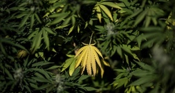 Tropfendes Wasser aus Decke von Gelsenkirchener Café führt zu Cannabisplantage