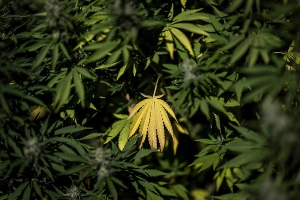 Bild vergr&ouml;&szlig;ern: Tropfendes Wasser aus Decke von Gelsenkirchener Café führt zu Cannabisplantage