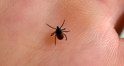 Von Zecken übertragen: RKI weist weitere Regionen als FSME-Risikogebiete aus