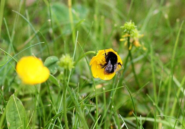 Bild vergr&ouml;&szlig;ern: Forscher: Hummeln sind effiziente Entscheider