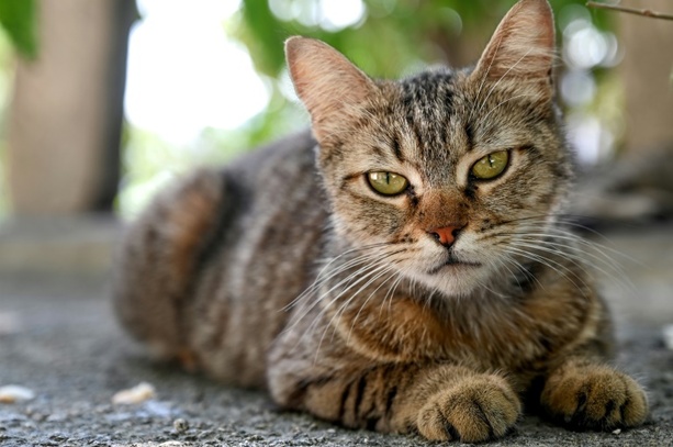 Bild vergr&ouml;&szlig;ern: Thüringen: Bei Beschlagnahmung von 40 Katzen zufällig Waffenteile entdeckt