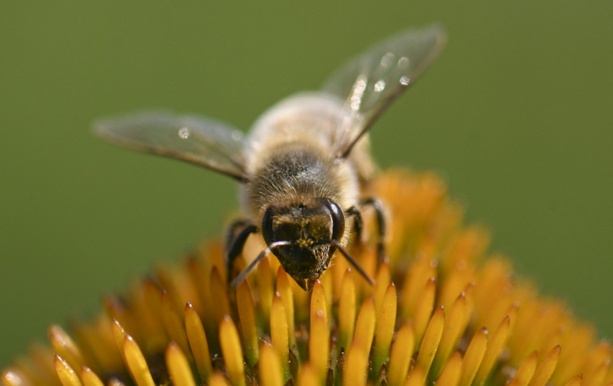 Bild vergr&ouml;&szlig;ern: Gericht bestätigt Verbot von Haltung von Bienenvölkern auf Balkon