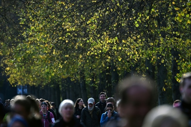 Bild vergr&ouml;&szlig;ern: Stadtbäume können im Sommer mehr CO2 aufnehmen als Autos ausstoßen