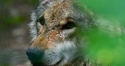Bundestag macht Weg für Aufnahme des Wolfes ins Jagdgesetz frei