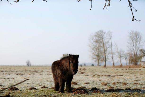Bild vergr&ouml;&szlig;ern: Pony fällt beim Einschläfern auf Tierärztin: Kein Anspruch auf Schmerzensgeld