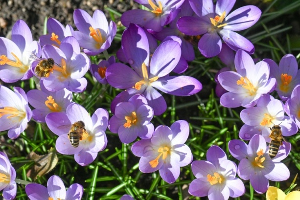 Bild vergr&ouml;&szlig;ern: Studie: Frühjahrsmüdigkeit durch Daten nicht belegbar - eher kulturelles Phänomen