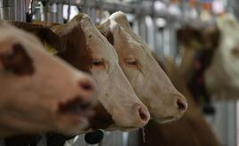 USA und Kanada erkennen MKS-Freiheit Deutschlands an