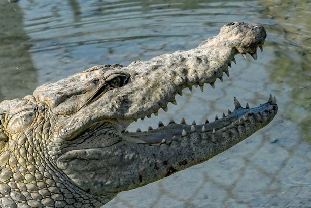 Bild vergr&ouml;&szlig;ern: Zoll in Baden-Württemberg entdeckt Handtaschen aus Krokodil- und Rochenleder