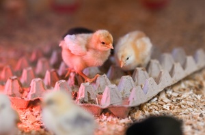 Vier Eier mehr pro Jahr: Pro-Kopf-Verbrauch steigt weiter