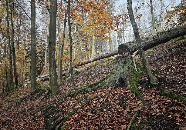 Bild vergr&ouml;&szlig;ern: Trump-Regierung drängt Berlin zu Ausnahme in EU-Waldschutzgesetz