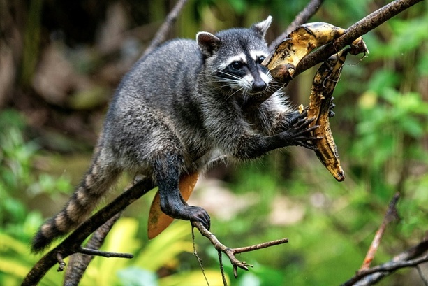 Bild vergr&ouml;&szlig;ern: Jagdverband: Zahl erlegter Waschbären binnen zehn Jahren verdoppelt
