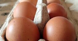 Geflügelwirtschaft sieht knappes Eier-Angebot zu Ostern