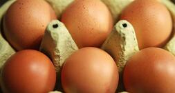 Eierproduktion 2025 leicht gestiegen