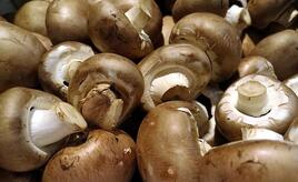 Champignonernte 2025 gestiegen