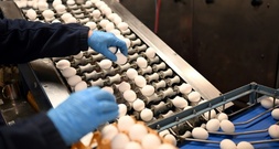 Zahl der Eier von Hennen aus Freiland- oder Ökohaltung erneut gestiegen