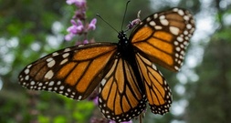 WWF-Zählung: Gefährdete Monarchfalter erholen sich trotz andauernder Bedrohung