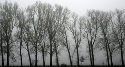 Baum stürzt auf fahrendes Auto - Fahrer in Baden-Württemberg tödlich verletzt