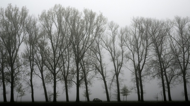 Bild vergr&ouml;&szlig;ern: Baum stürzt auf fahrendes Auto - Fahrer in Baden-Württemberg tödlich verletzt