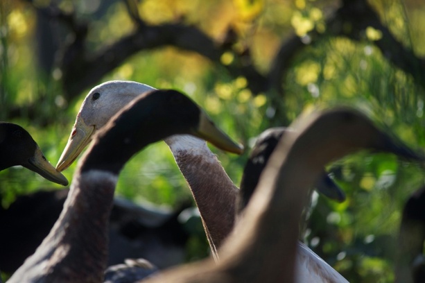Bild vergr&ouml;&szlig;ern: Laufenten sorgen für mehrere Polizeieinsätze in Kempten