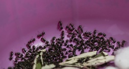 Versuchter Ameisen-Schmuggel: Zwei Männer in Kenia vor Gericht