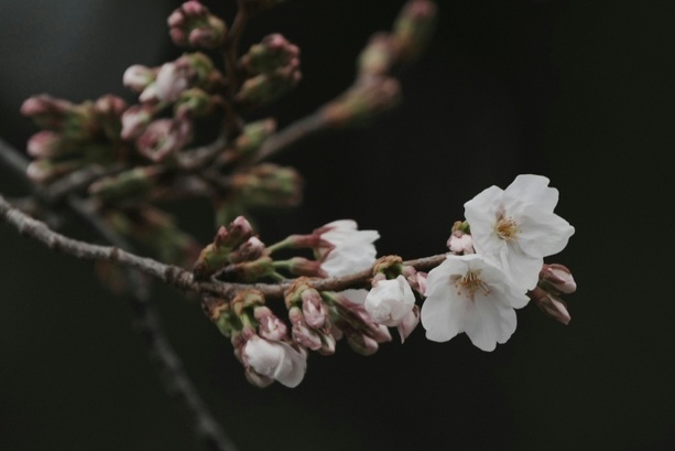 Bild vergr&ouml;&szlig;ern: Zarte Frühlingsboten: Kirschblüte in Tokio hat offiziell begonnen