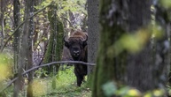 Drei Wildbisons in Polens Bialowieza-Urwald durch Zug getötet