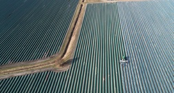 Erntemenge und Anbaufläche von Spargel in Deutschland rückläufig