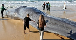 Wal an Ostseeküste Schleswig-Holsteins gestrandet - Tier soll gerettet werden