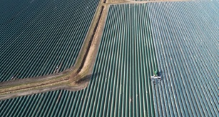 Löhne für Beschäftigte in der Landwirtschaft sollen um rund zehn Prozent steigen