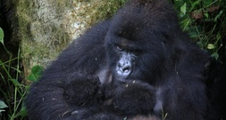 Äußerst selten: Erneute Geburt von Berggorilla-Zwillingen in DR Kongo