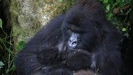 Äußerst selten: Erneute Geburt von Berggorilla-Zwillingen in DR Kongo