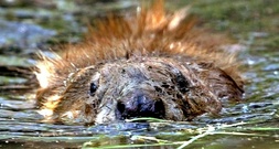 Biber fluten Wald: Bundesverwaltungsgericht stärkt Rechte von Eigentümern