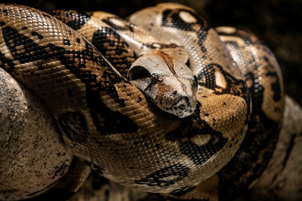 Bild vergr&ouml;&szlig;ern: Polizei beschlagnahmt Anakondas, Boas und Pythons in Wohnhaus in Italien