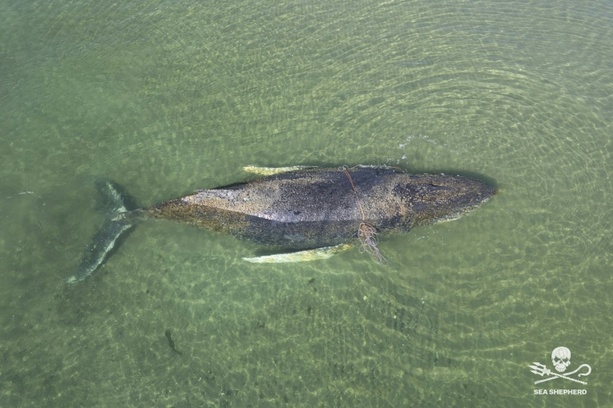 Bild vergr&ouml;&szlig;ern: Vor Ostseeküste gestrandeter Wal ist frei - aber Bangen um weiteres Schicksal