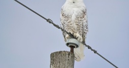 UNO beschließt Schutz für 40 weitere wandernde Tierarten