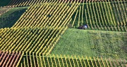 Winzerinnen und Winzer in Deutschland produzieren 2025 weniger Wein