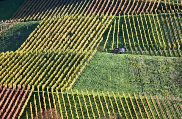 Bild vergr&ouml;&szlig;ern: Winzerinnen und Winzer in Deutschland produzieren 2025 weniger Wein