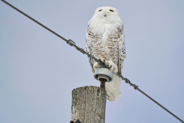 Bild vergr&ouml;&szlig;ern: Deutschland Gastgeber nächster Konferenz zum Schutz wandernder Tierarten