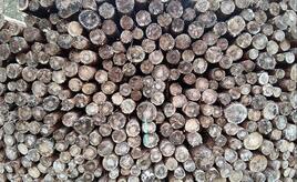 Deutschland legt Vorschläge zur EU-Entwaldungsverordnung vor