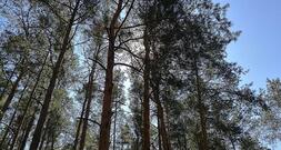 Studie: Agrarproduktion Hauptursache für Waldbrände in Südamerika