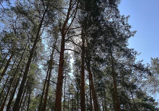 Bild vergr&ouml;&szlig;ern: Studie: Agrarproduktion Hauptursache für Waldbrände in Südamerika