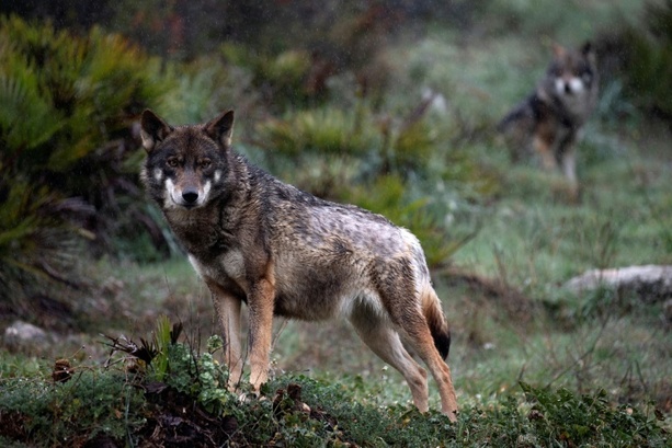 Bild vergr&ouml;&szlig;ern: Wolf beißt Frau in Hamburg: Tier von Polizei eingefangen