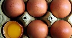 Niederlande bleiben Hauptlieferant für Eierimporte nach Deutschland