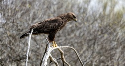 Belgischer Bussard bei Einbuch aus Wildtiergehege geholt